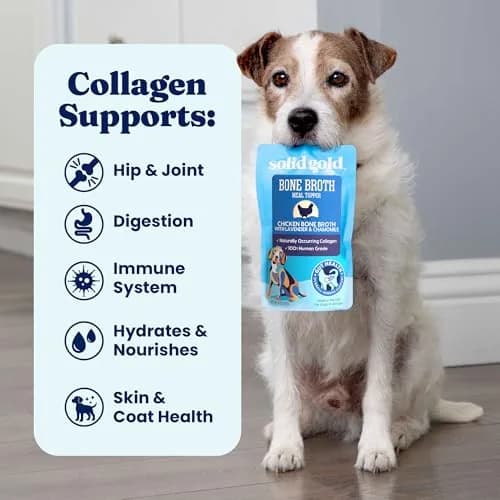 Solid Gold Chicken Bone Broth for Dogs | Gut Health & Hydration Support (80-120 chars) thumbnail 5