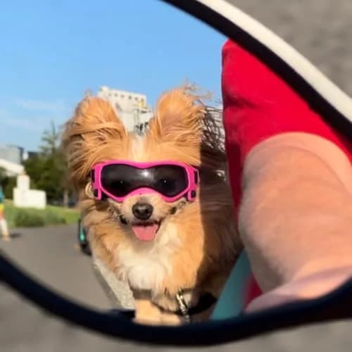 PETLESO Pink Dog Goggles for Small Breeds & Cats | 3.74 in Length, 1.38 in Width thumbnail 6