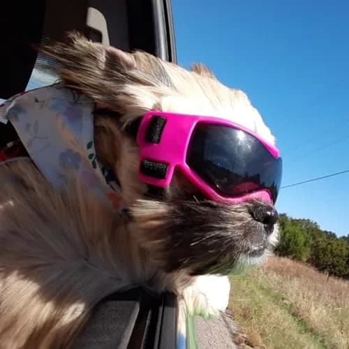 PETLESO Pink Dog Goggles for Small Breeds & Cats | 3.74 in Length, 1.38 in Width thumbnail 7