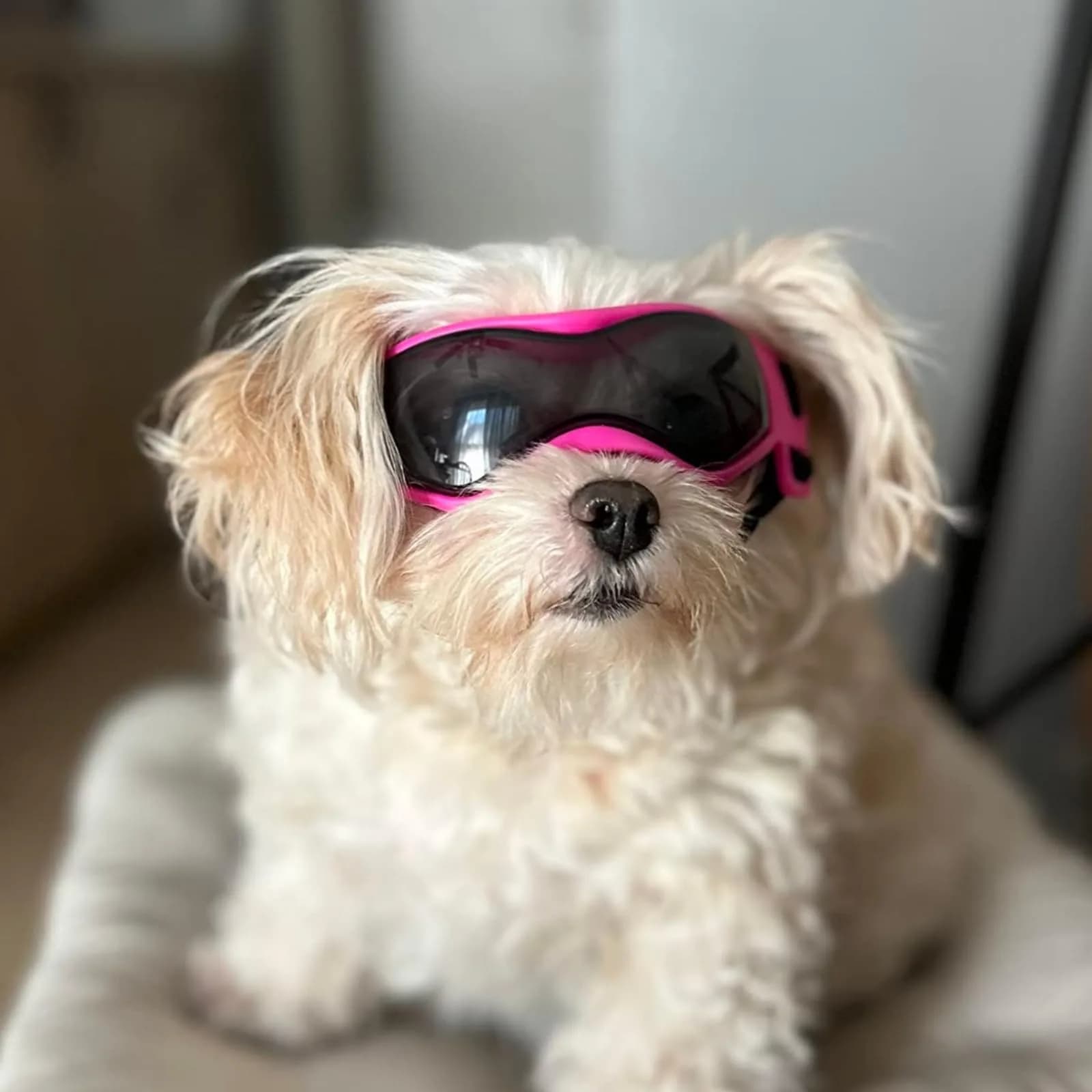 PETLESO Pink Dog Goggles for Small Breeds & Cats | 3.74 in Length, 1.38 in Width - view 8