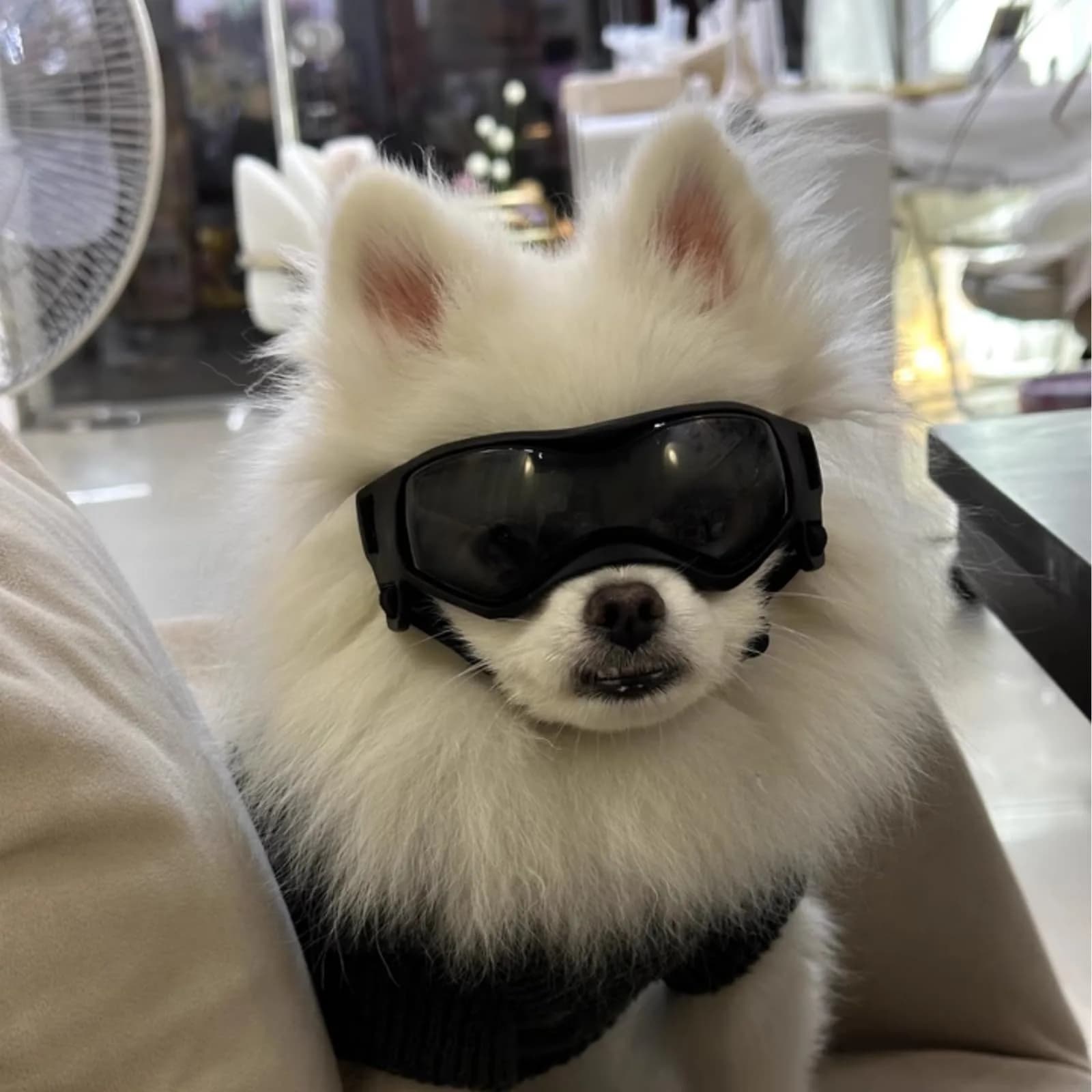 PETLESO Black XS Dog Goggles | UV Protection for Small Breeds & Cats (3.74" L x 1.38" W) - view 6