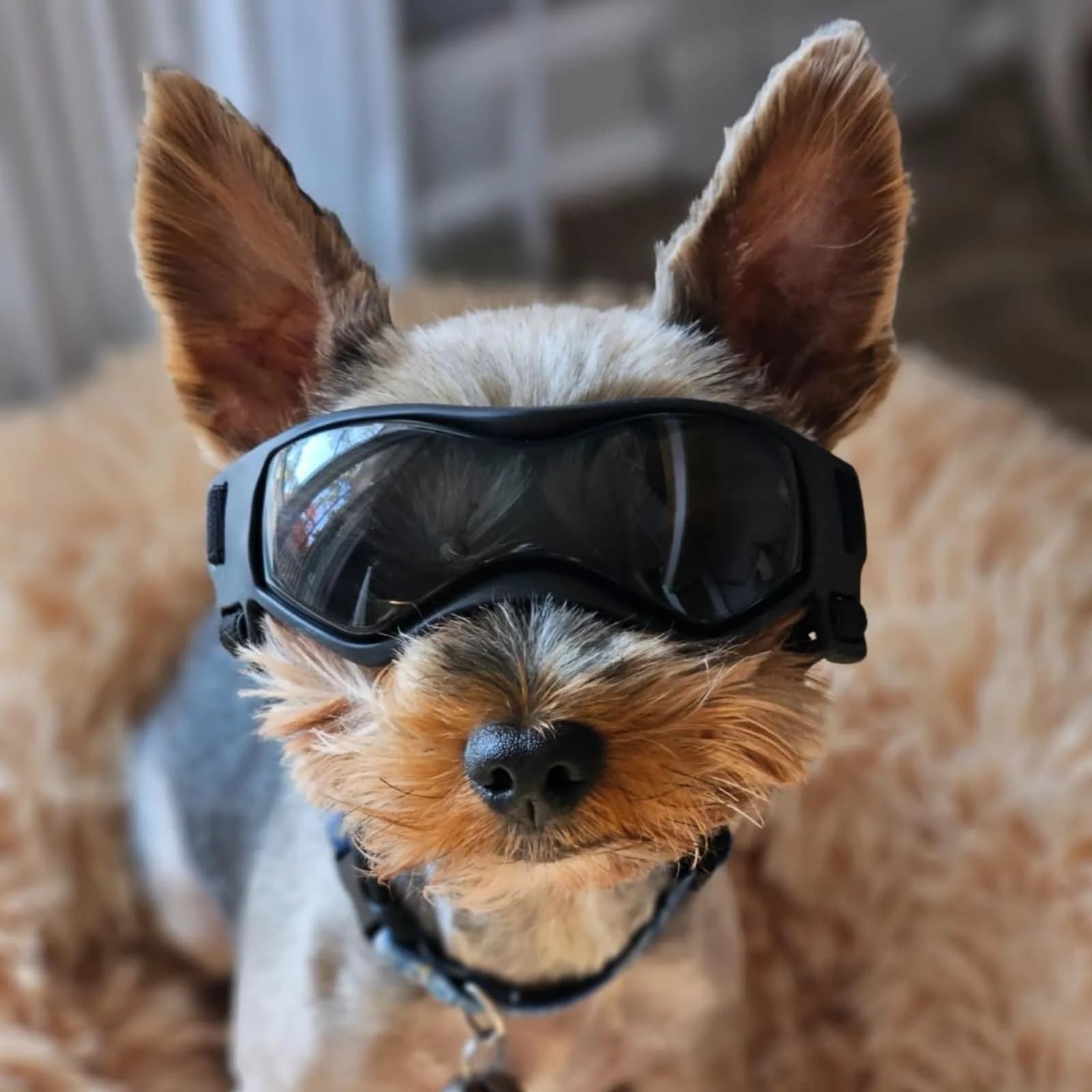 PETLESO Black XS Dog Goggles | UV Protection for Small Breeds & Cats (3.74" L x 1.38" W) - view 7