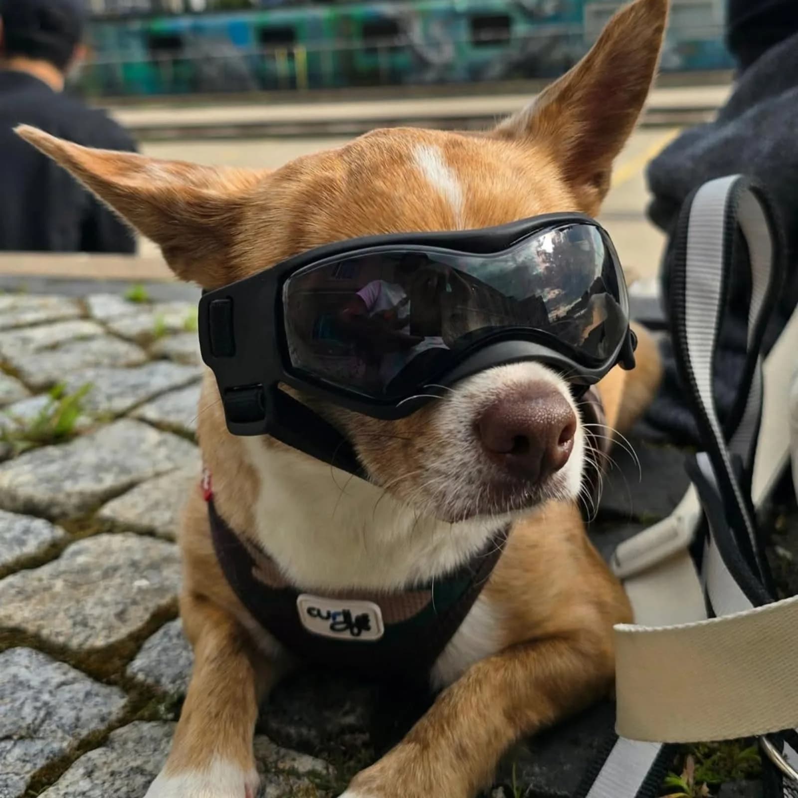 PETLESO Black XS Dog Goggles | UV Protection for Small Breeds & Cats (3.74" L x 1.38" W) - view 8