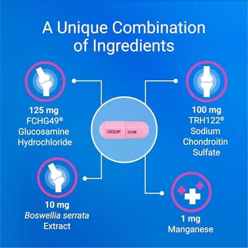 Nutramax Cosequin for Cats Joint Support Capsules 60 Count | Supports Healthy Joints with Glucosamine & Boswellia thumbnail 5
