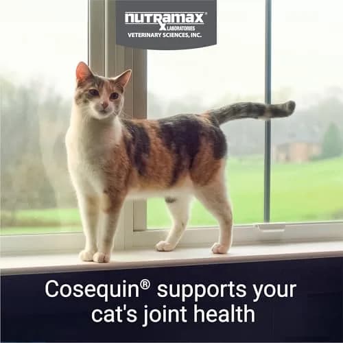 Nutramax Cosequin for Cats Joint Support Capsules 60 Count | Supports Healthy Joints with Glucosamine & Boswellia thumbnail 2