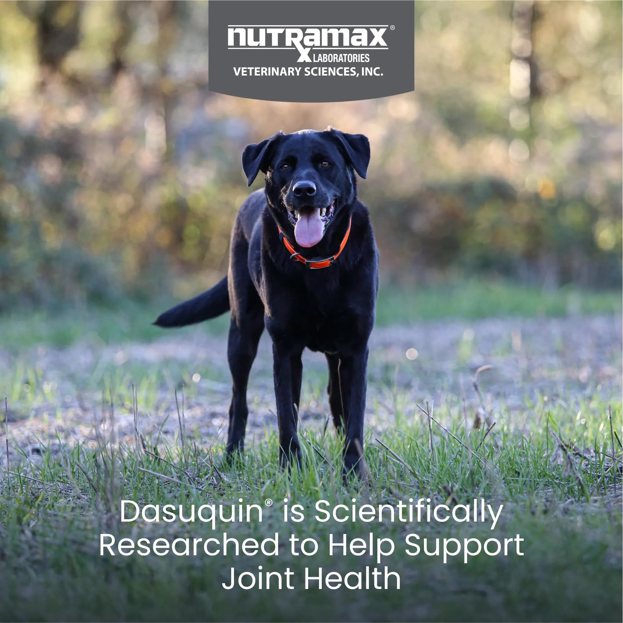 Nutramax Dasuquin for Large Dogs, Joint Health Supplement, Glucosamine, Chondroitin, ASU, 300 Chewable Tablets | Vet Recommended for Large Breed Dogs - view 2
