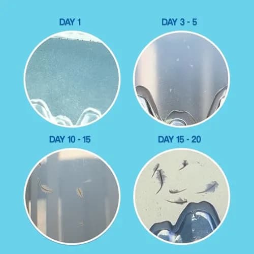 World’s Smallest Aqua Dragons Live Aquatic Pets Kit for Ages 6+ | Miniature Science Fun thumbnail 3
