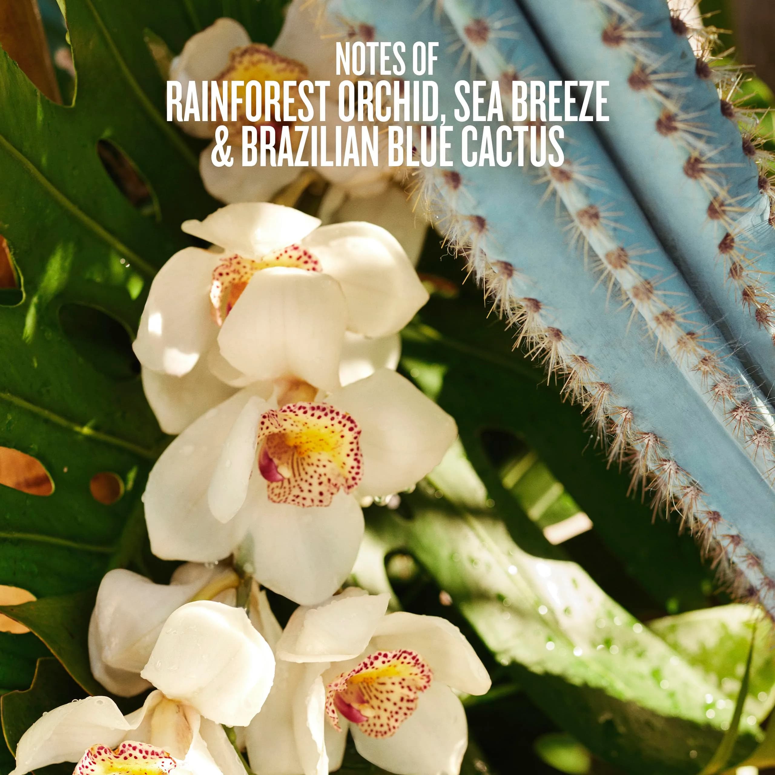 Sol de Janeiro Refresco Paraíso Limited Edition Hair & Body Perfume Mist 90mL (3.0 fl oz) | Rainforest Meets Sea Scent - view 3