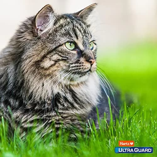 Hartz UltraGuard Plus Flea & Tick Home Spray, Kills Fleas & Ticks, 946ml (32 Fl Oz) Pack of 2 | EPA-Registered Home Insecticide thumbnail 7