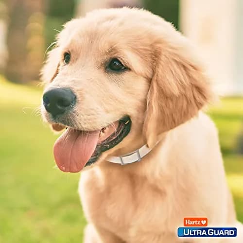 Hartz UltraGuard Flea & Tick Collar for Dogs & Puppies, 7-Month Protection, White, Up to 20 Inch Neck (3-Pack) thumbnail 7
