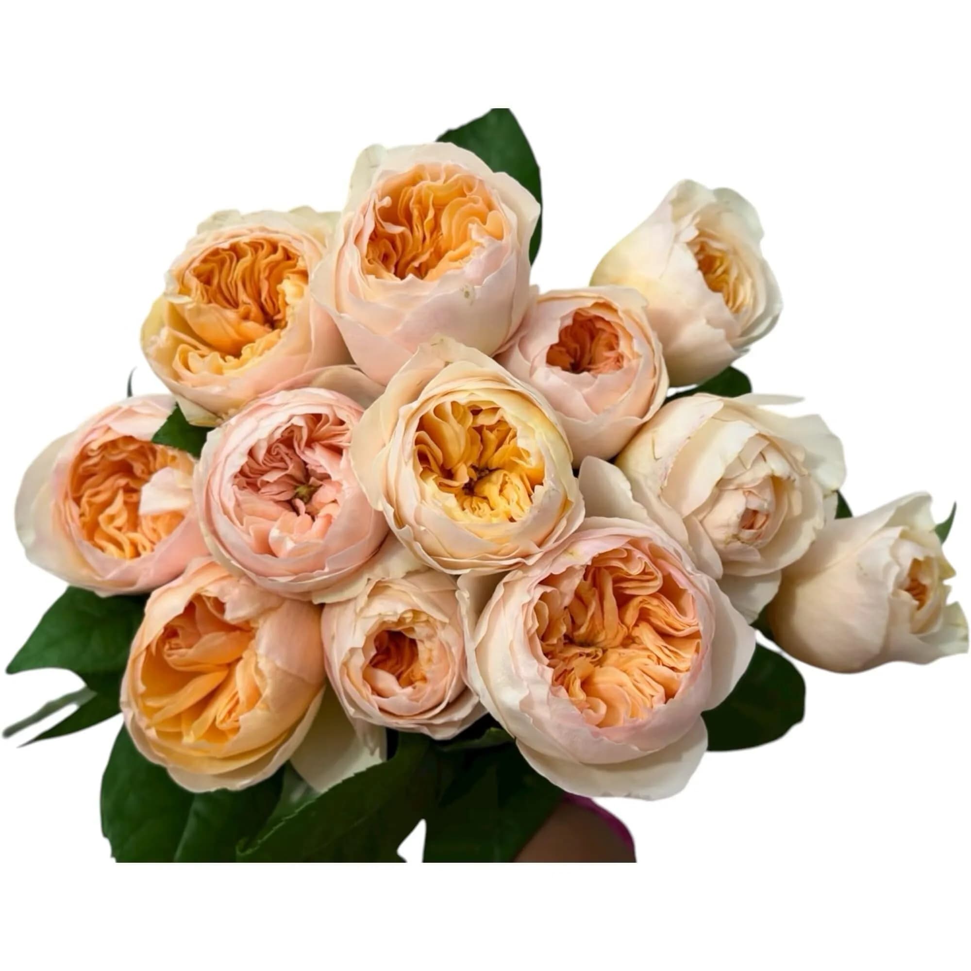 Cassiolina Fresh Cut Juliet Garden Roses Bouquet 24 | Peach Orange Large Blooms