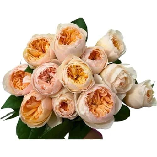 Cassiolina Fresh Cut Juliet Garden Roses Bouquet 24 | Peach Orange Large Blooms thumbnail 1