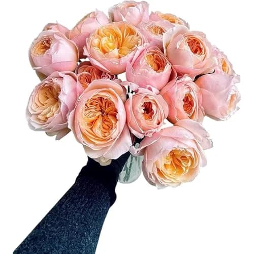 Cassiolina Fresh Cut Juliet Garden Roses Bouquet 24 | Peach Orange Large Blooms thumbnail 4