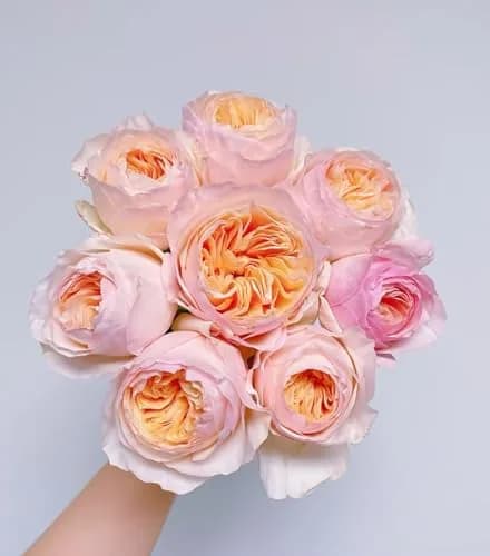 Cassiolina Fresh Cut Juliet Garden Roses Bouquet 24 | Peach Orange Large Blooms thumbnail 5