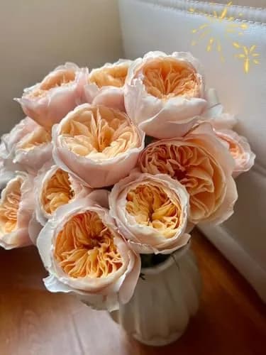 Cassiolina Fresh Cut Juliet Garden Roses Bouquet 24 | Peach Orange Large Blooms thumbnail 6