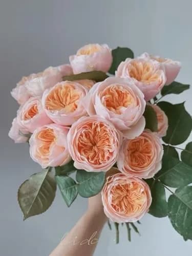 Cassiolina Fresh Cut Juliet Garden Roses Bouquet 24 | Peach Orange Large Blooms thumbnail 7