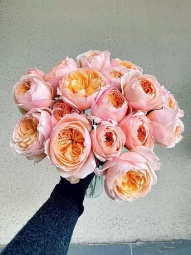 Cassiolina Fresh Cut Juliet Garden Roses Bouquet 24 | Peach Orange Large Blooms thumbnail 8