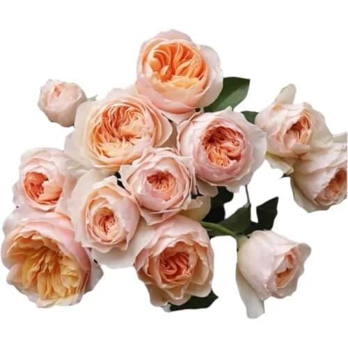 Cassiolina Fresh Cut Juliet Garden Roses Bouquet 24 | Peach Orange Large Blooms thumbnail 2