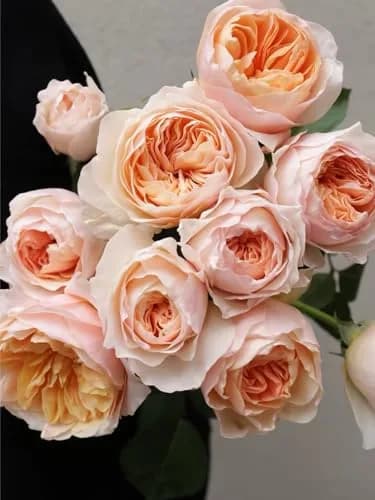 Cassiolina Fresh Cut Juliet Garden Roses Bouquet 24 | Peach Orange Large Blooms thumbnail 3