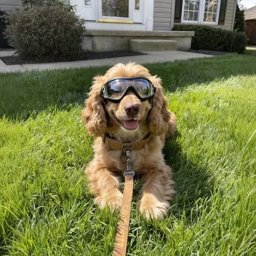 NAMSAN Clear Dog Goggles Small to Medium Breed, Windproof Sunglasses for Dogs Medium Breeds, Puppy Glasses with Elastic Straps, Adjustable, Transparent (1 Unit) thumbnail 7