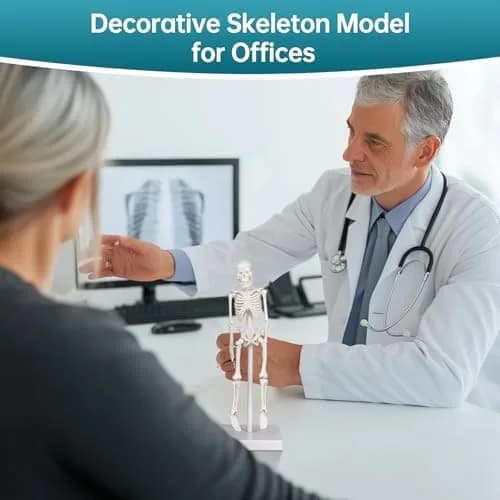 Ultrassist Mini Skeleton Model 7.8" Anatomy Skeleton with Movable Limbs | Educational & Decorative thumbnail 3