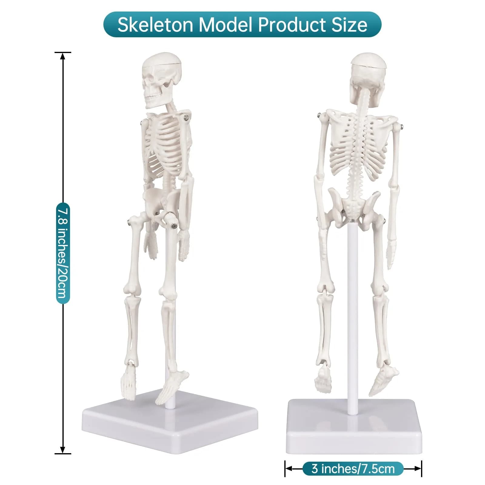 Ultrassist Human Skeleton Model, 7.8" Anatomy Skeleton Figure, Movable Joints, Teaching & Decor — White