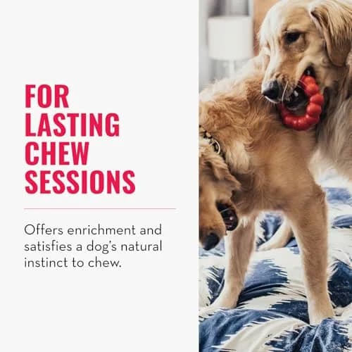 KONG Ring - Natural Rubber Chew Toy for Medium/Large Dogs | Supports Dental & Instincts thumbnail 2