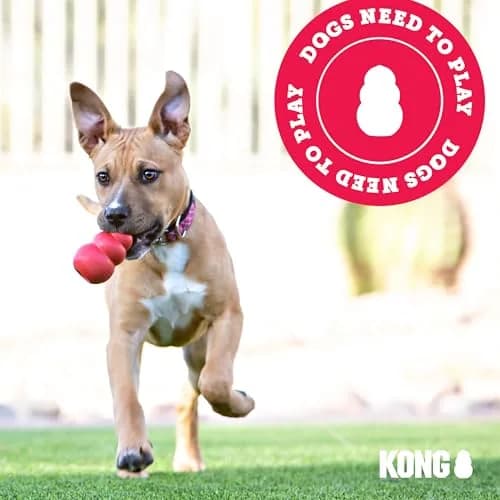 KONG Goodie Bone Classic Durable Natural Rubber Dog Bone 2-Pack | Supports Mental Engagement & Treat Dispensing thumbnail 6