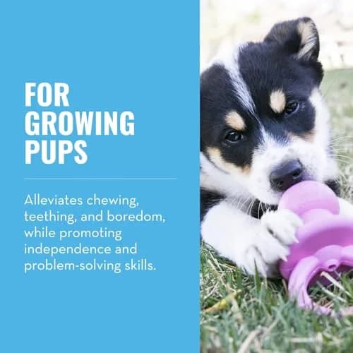 KONG Puppy Binkie - Pacifier Dog Toy for Puppies | Soft Natural Rubber for Teething & Boredom Relief thumbnail 2