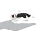 Safari Ltd. Border Collie Toy - 5 Inch Realistic Pet Figure for Kids | Hand-Painted, Safe, Educational thumbnail 3