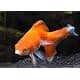 Seachem Replenish 500 mL | Mineral Salt Blend for Freshwater Aquariums thumbnail 3