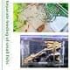 JOBEDE Acrylic Fish breeding Box 6*4*4 inch | Fish Isolation Breeder Aquarium Tank thumbnail 3
