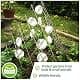 De-Bird Reflective Hanging Discs 8 Pack | Outdoor Garden Decor with Swivel Hooks thumbnail 3