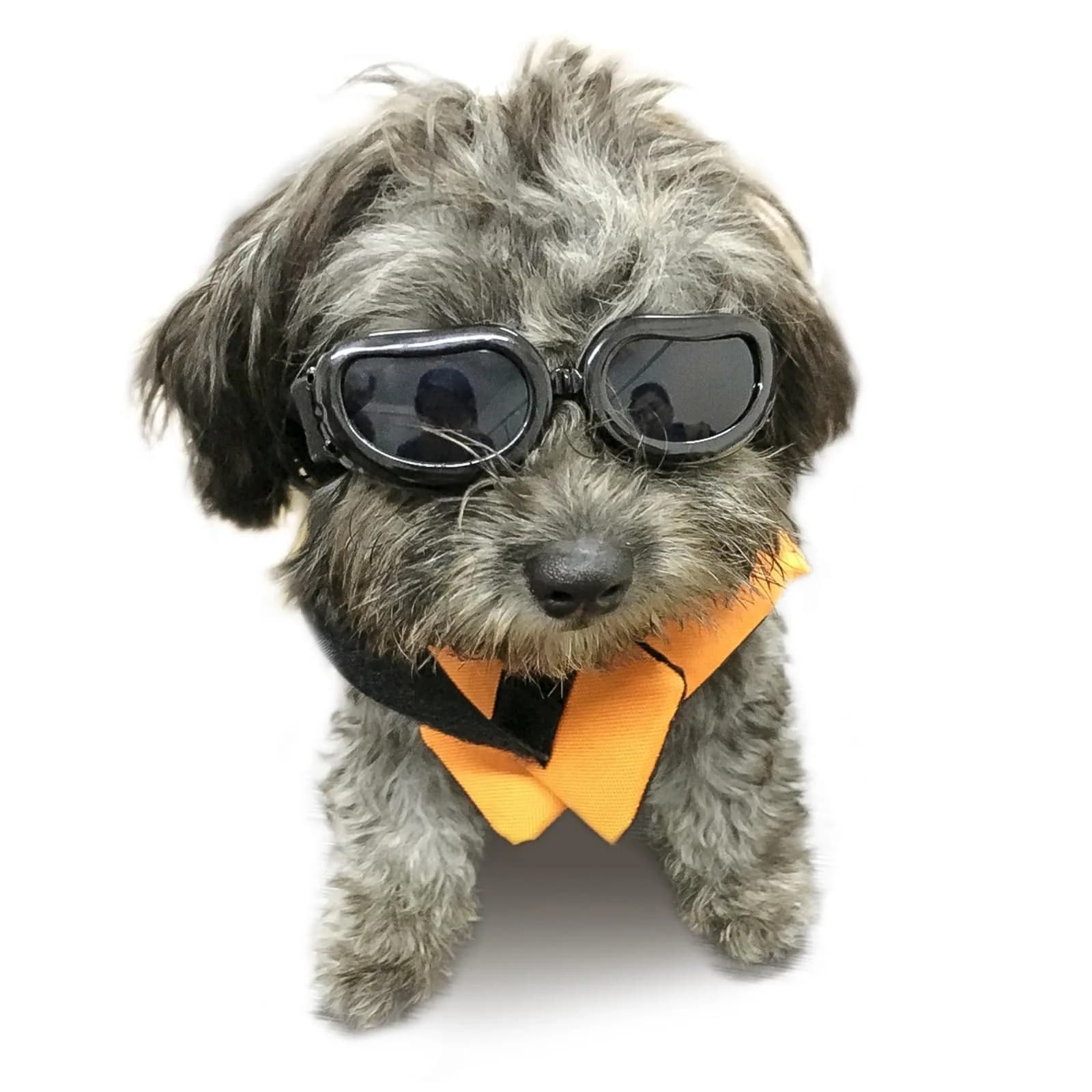 Enjoying Black Classic Dog Goggles for Small Breeds | UV Protection, Windproof, Adjustable Straps (5.9" L x 2" W x 1.7" H) - main product image