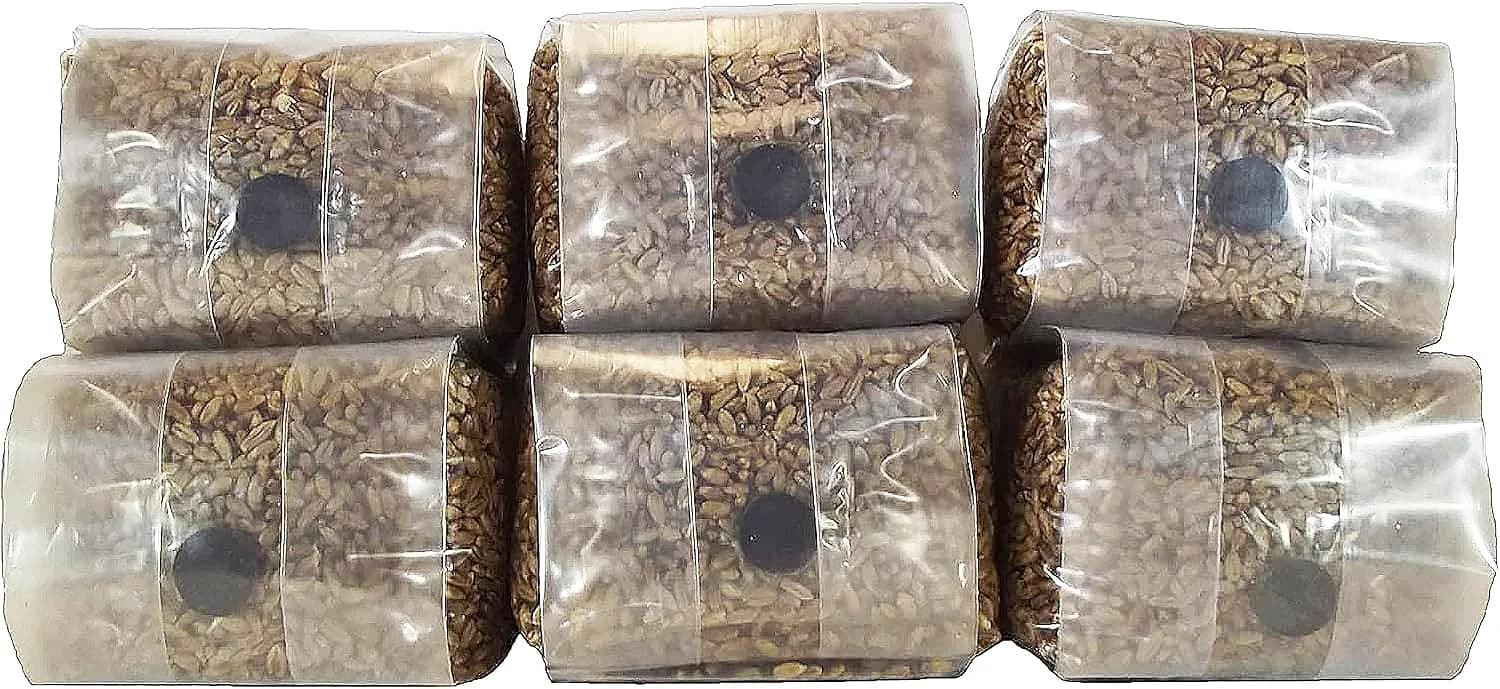 Out-Grow Sterilized Rye Berry Mushroom Substrate 6 pcs | Ready-to-Use, Self-Healing Port, 6 lb - main product image