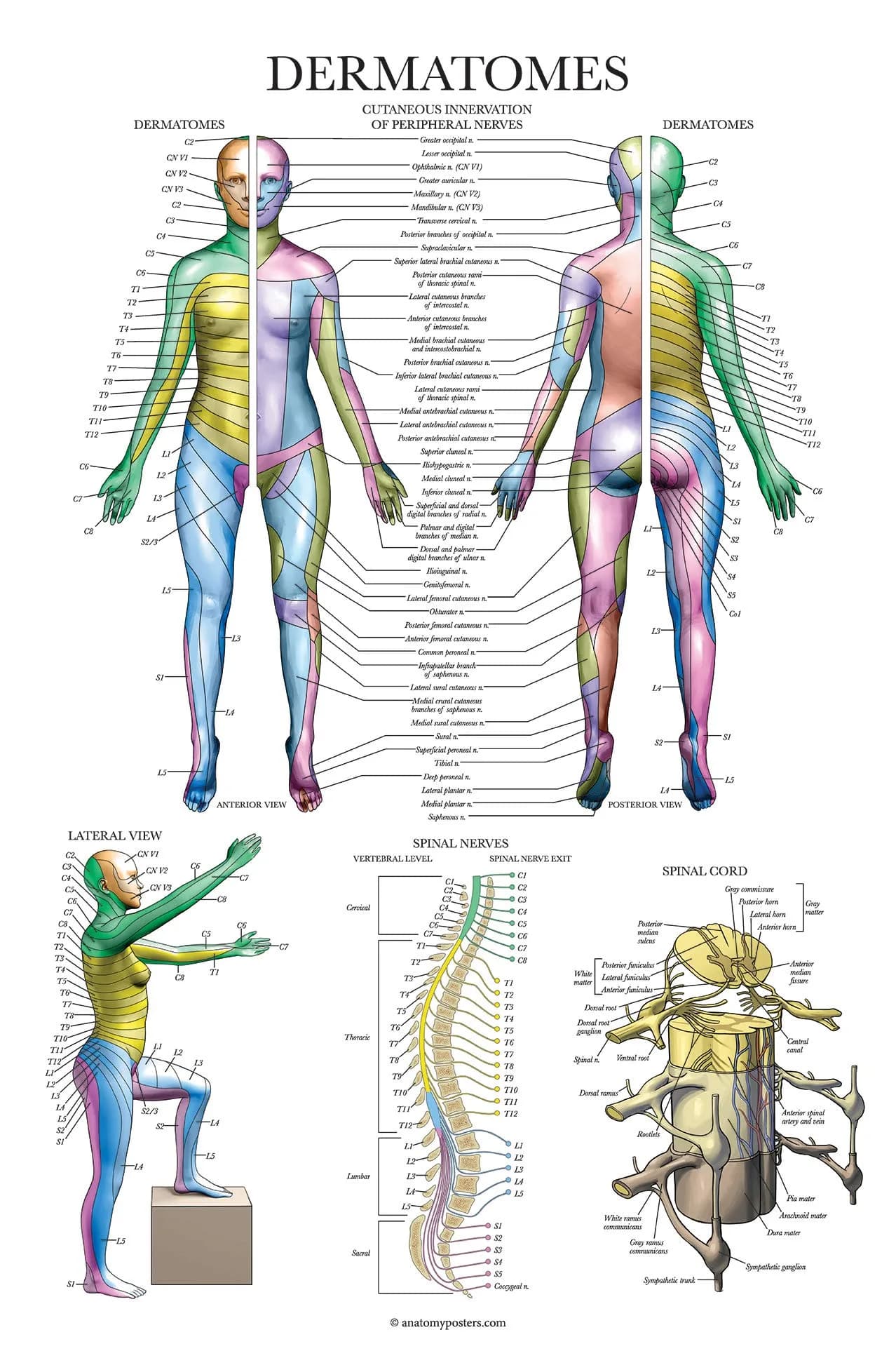 Palace Learning Dermatomes & Nervous System Anatomical Chart - Laminated 18" x 24" | Tear Resistant Anatomy Poster - main product image