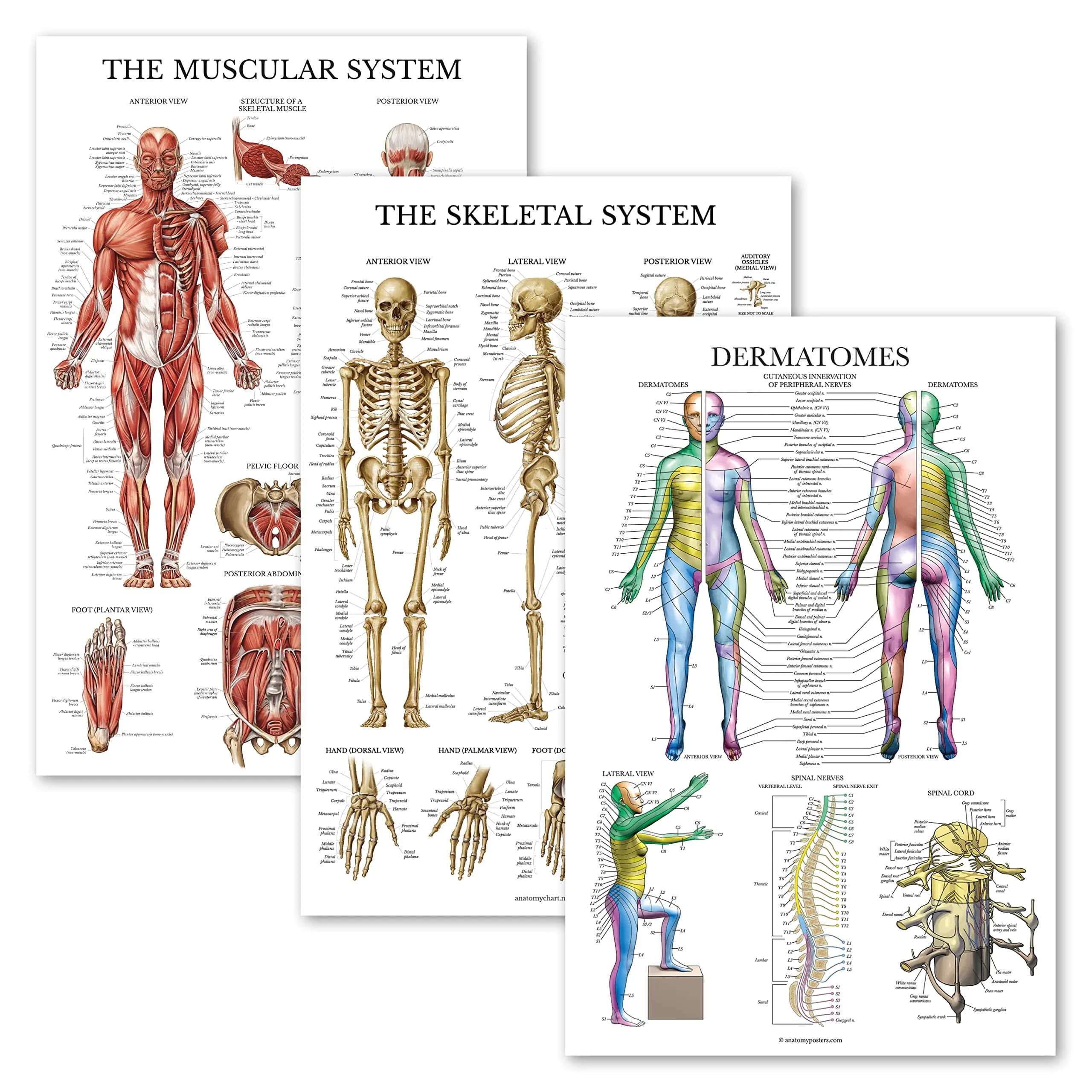 Palace Learning 3 Pack - Muscle + Skeleton + Dermatomes Anatomy Posters - Laminated - 18" x 24" | Anatomical Charts for Education - main product image