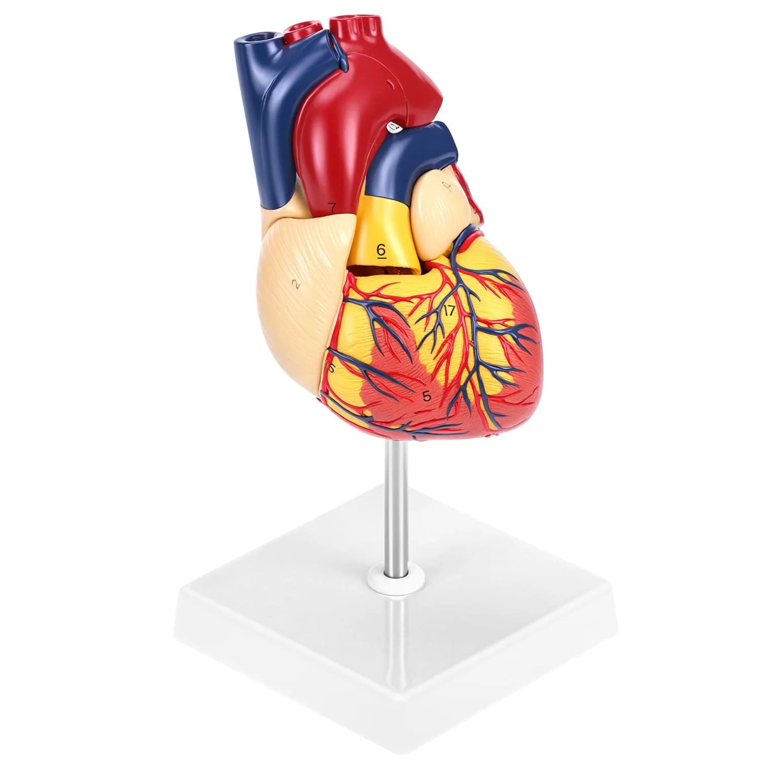 QWORK Life Size Human Heart Model, Anatomically Accurate 2-Part Model with Detachable Wall - main product image