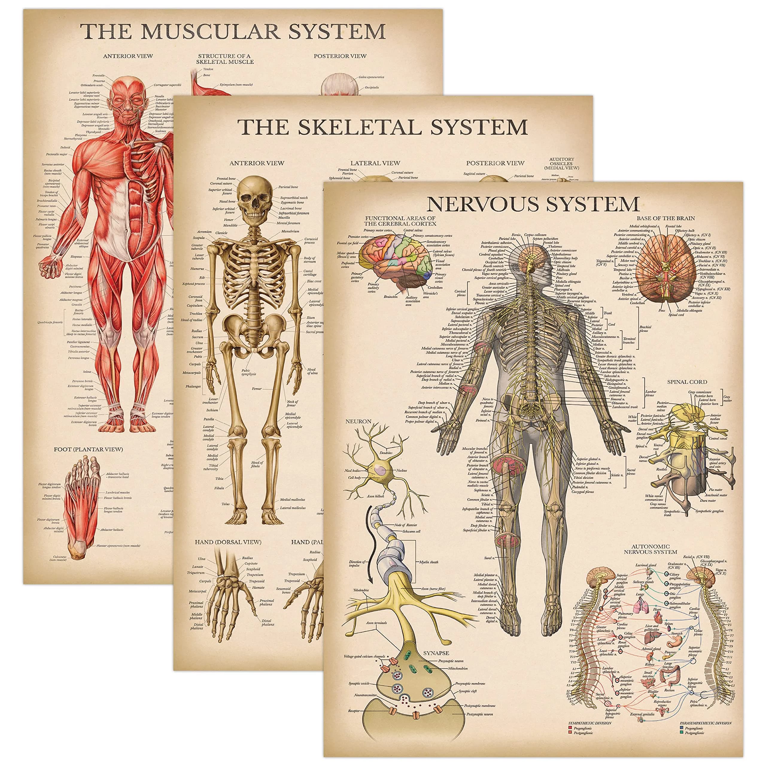 Palace Learning 3 Pack - Vintage Anatomy Posters | Muscular, Skeleton & Nervous System Charts - Laminated 45.72cm x 60.96cm - main product image