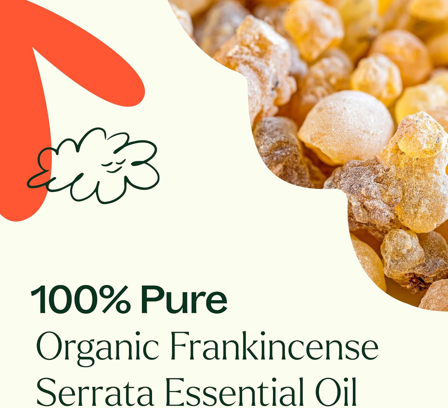 Plant Therapy Organic Frankincense Serrata Essential Oil 100% Pure, USDA Certified Organic, Undiluted, Natural Aromatherapy, Therapeutic Grade 10 mL (1/3 oz) - Image 5